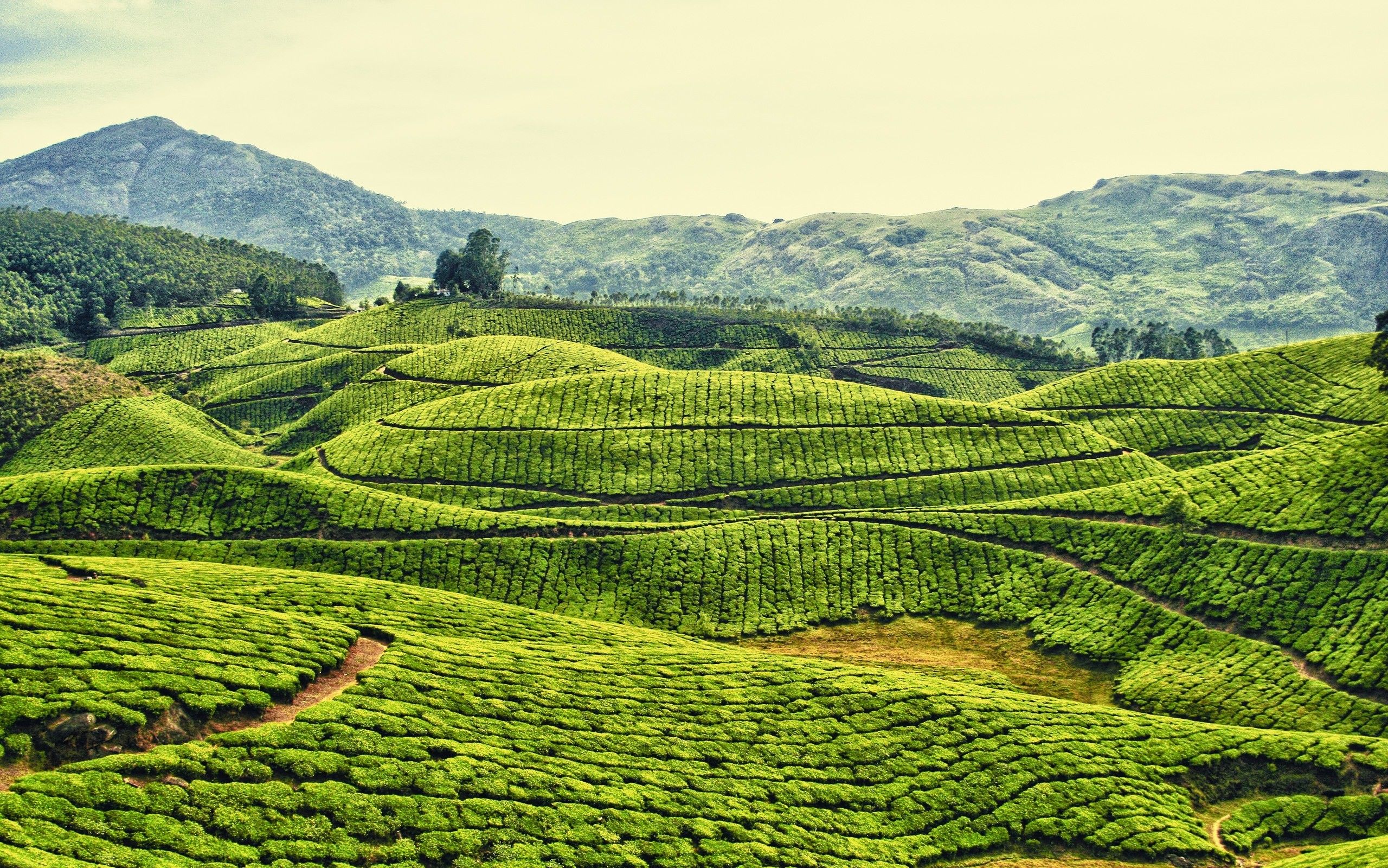 Kerala Backwater & Hills Escape – Where Every Moment Feels Like a Poem